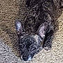 Tyger is registered to the contest to win money with this photo: animal, black_dog, canine, carpet, companion, curious, cute, dog, domestic_animal, ears_up, floor, fur, home, indoor, looking_up, lying_down, pet, resting, small_dog, texture