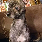 Tyger is registered to the contest to win money with this photo: animal, background, brindle, brown, canine, companion, couch, cozy, curious, dog, domestic, ears, fur, furniture, household, indoor, pet, portrait, sitting, small_dog