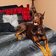Astro joined the competition — help win amazing prizes! doberman, dog, bed, cushion, black, red, furniture, lamp, indoor, pet, animal, lying, alert, comforter, decor, home, fur, mouth_open, ears_up, brown