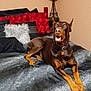alert, animal, bed, black, brown, comforter, cushion, decor, doberman, dog, ears_up, fur, furniture, home, indoor, lamp, lying, mouth_open, pet, red