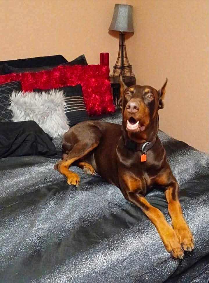 Astro joined the competition — help win amazing prizes! doberman, dog, bed, cushion, black, red, furniture, lamp, indoor, pet, animal, lying, alert, comforter, decor, home, fur, mouth_open, ears_up, brown