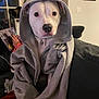 Rosalina joined the competition — help win amazing prizes! dog, white_dog, hoodie, clothing, pet, indoor, couch, person, phone, window, mirror, zipper, collar, tag, black_nose, curious, seated, living_room, casual, domestic
