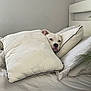 Rosalina joined the competition — help win amazing prizes! dog, white_dog, pillow, bed, bedroom, cozy, resting, pet, animal, indoor, comfort, relaxation, fur, cute, snuggle, home, soft, sleepy, canine, head