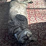 Kendrick joined the competition — help win amazing prizes! cat, sleeping, sunlight, rug, indoor, pet, relaxed, feline, whiskers, collar, cozy, patterned_rug, paw, fur, domestic_animal, resting, cute, peaceful, animal, mammal