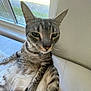 Kendrick joined the competition — help win amazing prizes! cat, tabby, pet, indoor, window, resting, fur, animal, domestic, cute, whiskers, collar, tag, light, relaxed, closeup, face, ears, paws, home