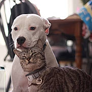 Kendrick is registered to the contest to win money with this photo: dog, cat, indoor, pet, tabby_cat, white_dog, collar, furniture, table, chair, blurred_background, cozy, animal, closeup, companionship, domestic, household, resting, friendship, cute