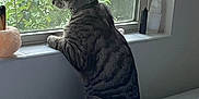 Kendrick joined the competition — help win amazing prizes! cat, tabby_cat, windowsill, window, indoor, bed, curious, greenery, plant, feline, pet, striped, collar, side_view, resting, domestic_animal, daylight, quiet, home, looking_out