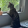 cat, tabby_cat, windowsill, window, indoor, bed, curious, greenery, plant, feline, pet, striped, collar, side_view, resting, domestic_animal, daylight, quiet, home, looking_out