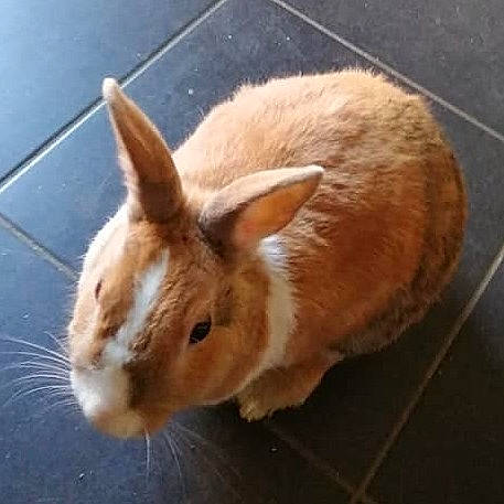 Nathan participe au concours pour gagner de l'argent avec cette photo : domestic_rabbit, ear, fawn, hare, mammal, rabbit, rabbits_and_hares, snout, whiskers