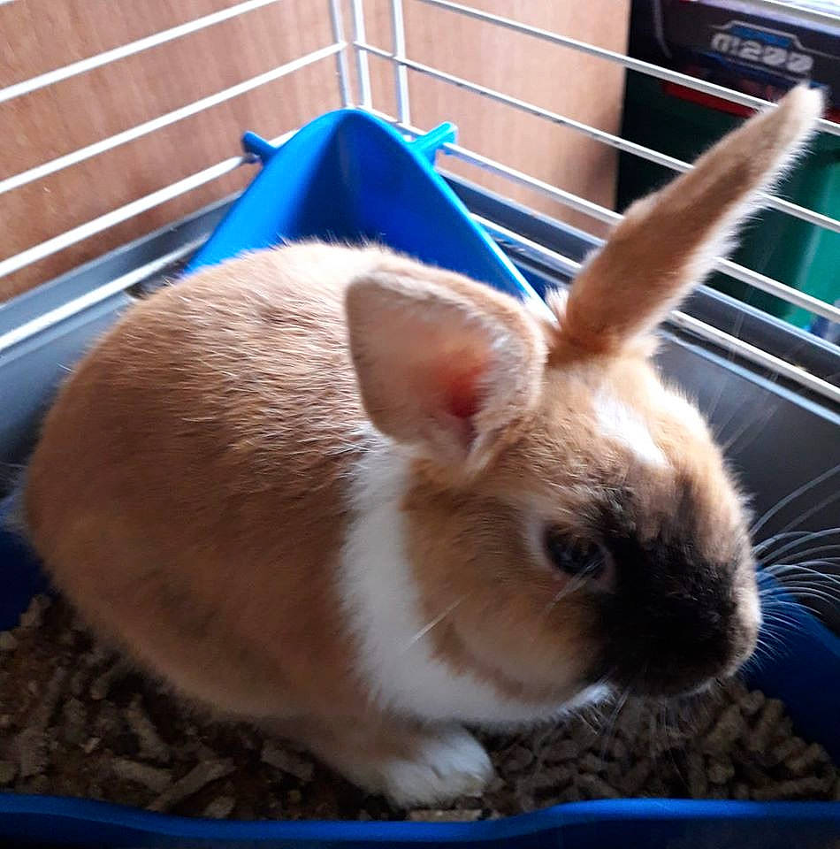 Castle a rejoint le concours — aidez-le/la à gagner de superbes lots ! animal_shelter, cage, domestic_rabbit, ear, easter_bunny, fawn, mammal, rabbit, rabbits_and_hares, snout, vertebrate, whiskers