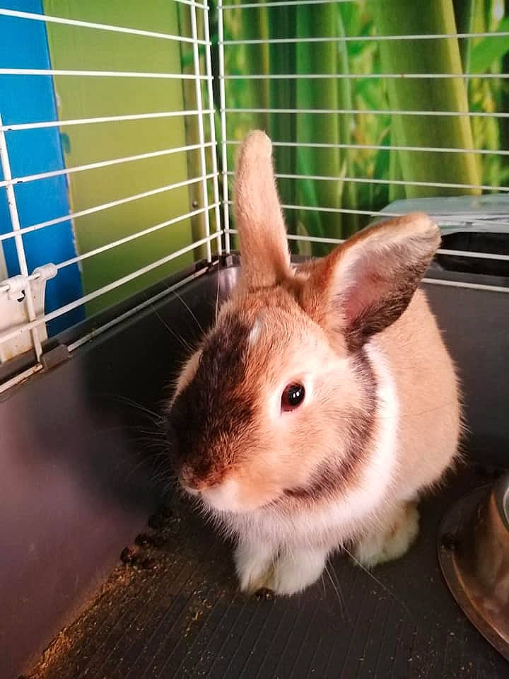 Castle a rejoint le concours — aidez-le/la à gagner de superbes lots ! animal_shelter, cage, domestic_rabbit, ear, eye, fawn, fur, hare, nose, organism, plant, rabbit, rabbits_and_hares, skin, snout, whiskers, wildlife