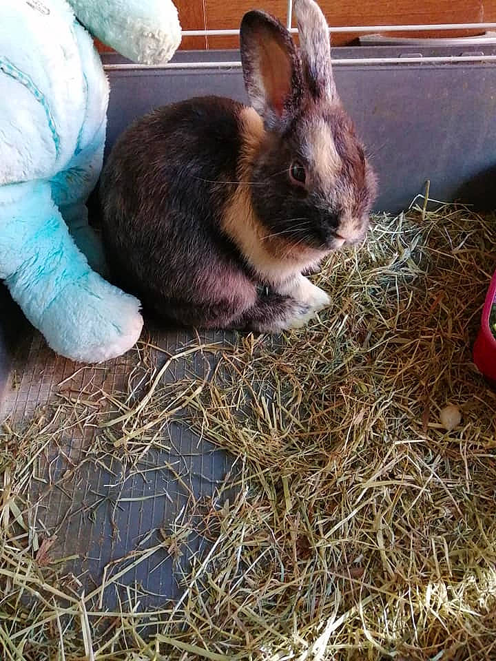 Canaille participe au concours pour gagner de l'argent avec cette photo : domestic_rabbit, ear, easter_bunny, fawn, fur, grass, hare, hay, plant, rabbit, rabbits_and_hares, skin, snout, whiskers, wood_rabbit