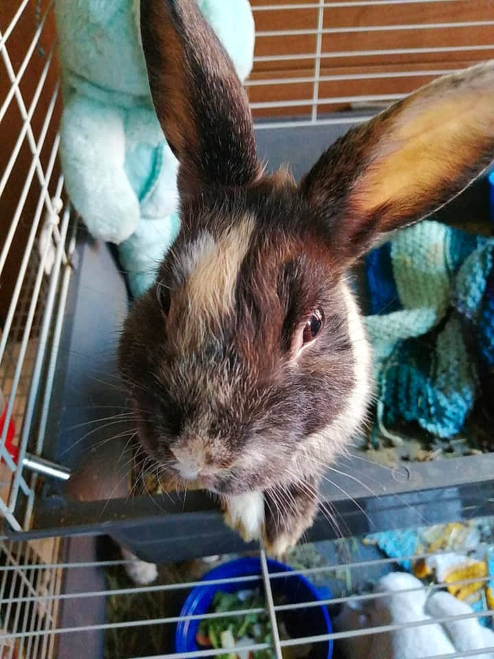 Canaille participe au concours pour gagner de l'argent avec cette photo : animal_shelter, cage, domestic_rabbit, ear, fawn, hare, mammal, organism, plant, rabbit, rabbits_and_hares, snout, vertebrate, whiskers, wildlife, wood_rabbit
