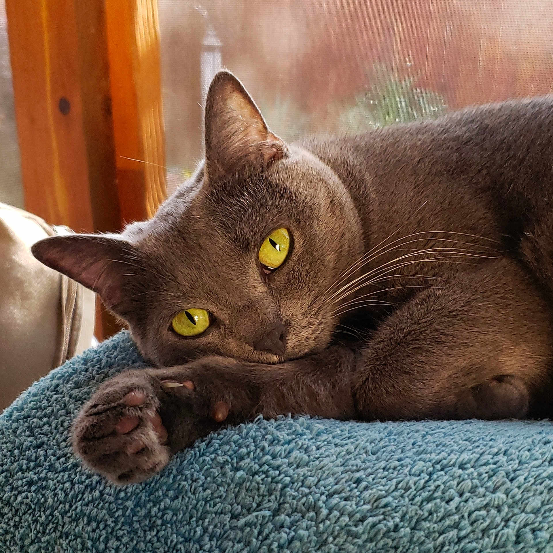 Pati is registered to the contest to win money with this photo: asian, australian_mist, british_shorthair, burmese, carnivore, cat, chartreux, domestic_short_haired_cat, felidae, german_rex, havana_brown, korat, mammal, nebelung, russian_blue, small_to_medium_sized_cats, snout, vertebrate, whiskers