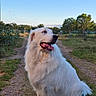 animal, canine, dog, fence, fluffy, grass, happy, landscape, nature, outdoor, path, pet, rural, sitting, sky, summer, sunlight, tongue_out, trees, white_dog
