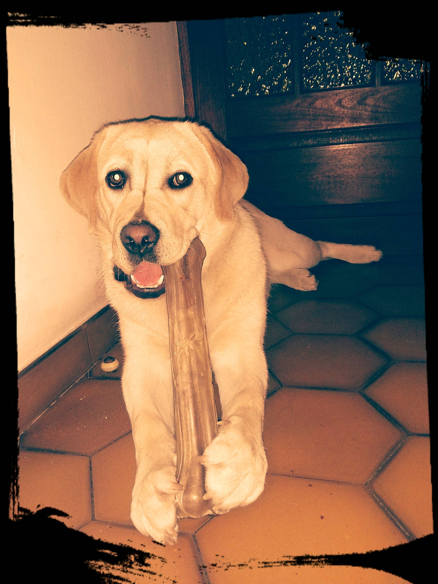 Mina a rejoint le concours — aidez-le/la à gagner de superbes lots ! carnivoran, dog, dog_breed, dog_like_mammal, golden_retriever, labrador_retriever, mammal, nose, person, puppy, puppy_love, retriever, snout, sporting_group, vertebrate