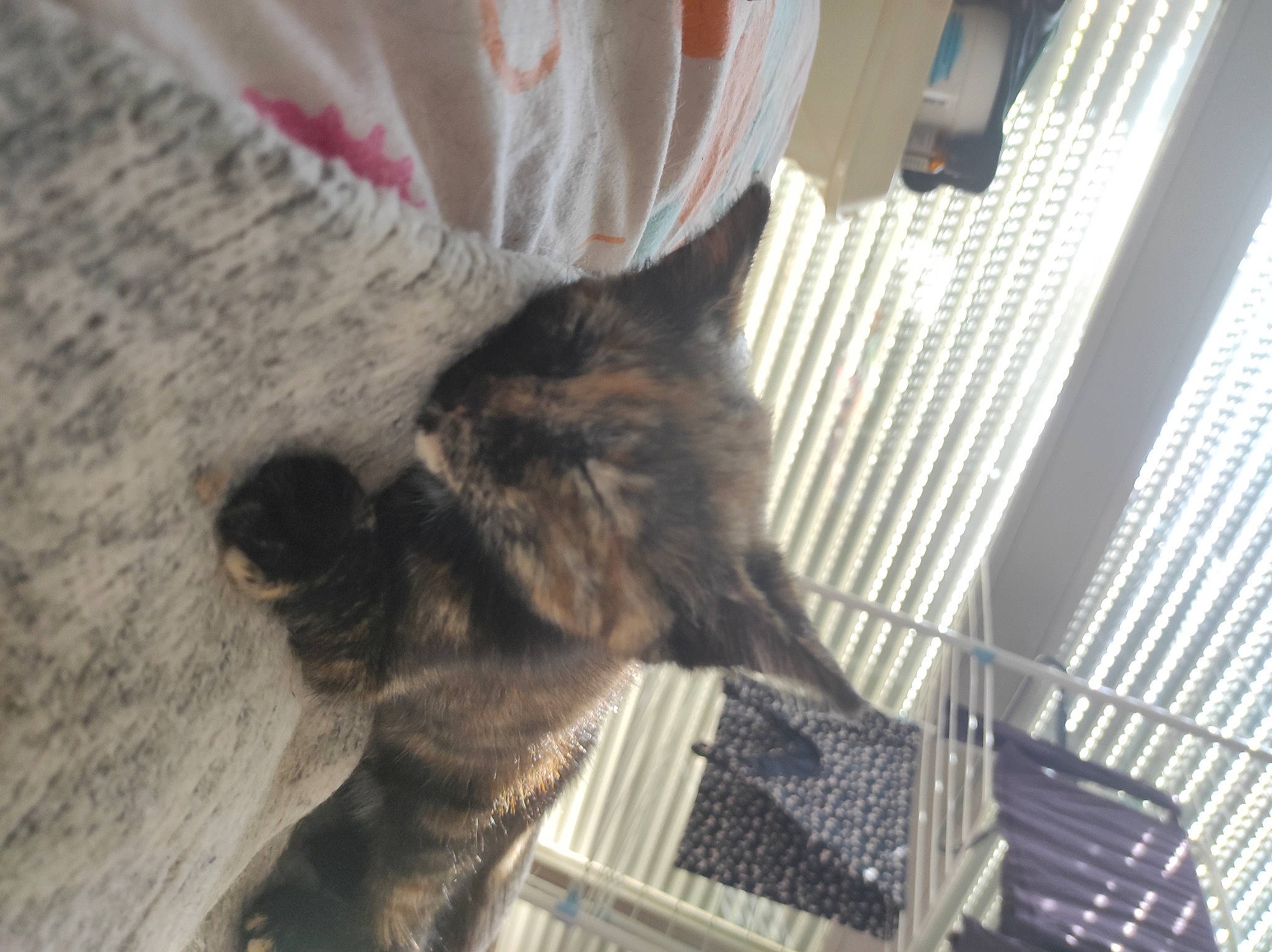 Gabichou a rejoint le concours — aidez-le/la à gagner de superbes lots ! animal_shelter, carnivore, cat, claw, domestic_short_haired_cat, fawn, felidae, flooring, fur, mesh, paw, small_to_medium_sized_cats, tail, whiskers, window