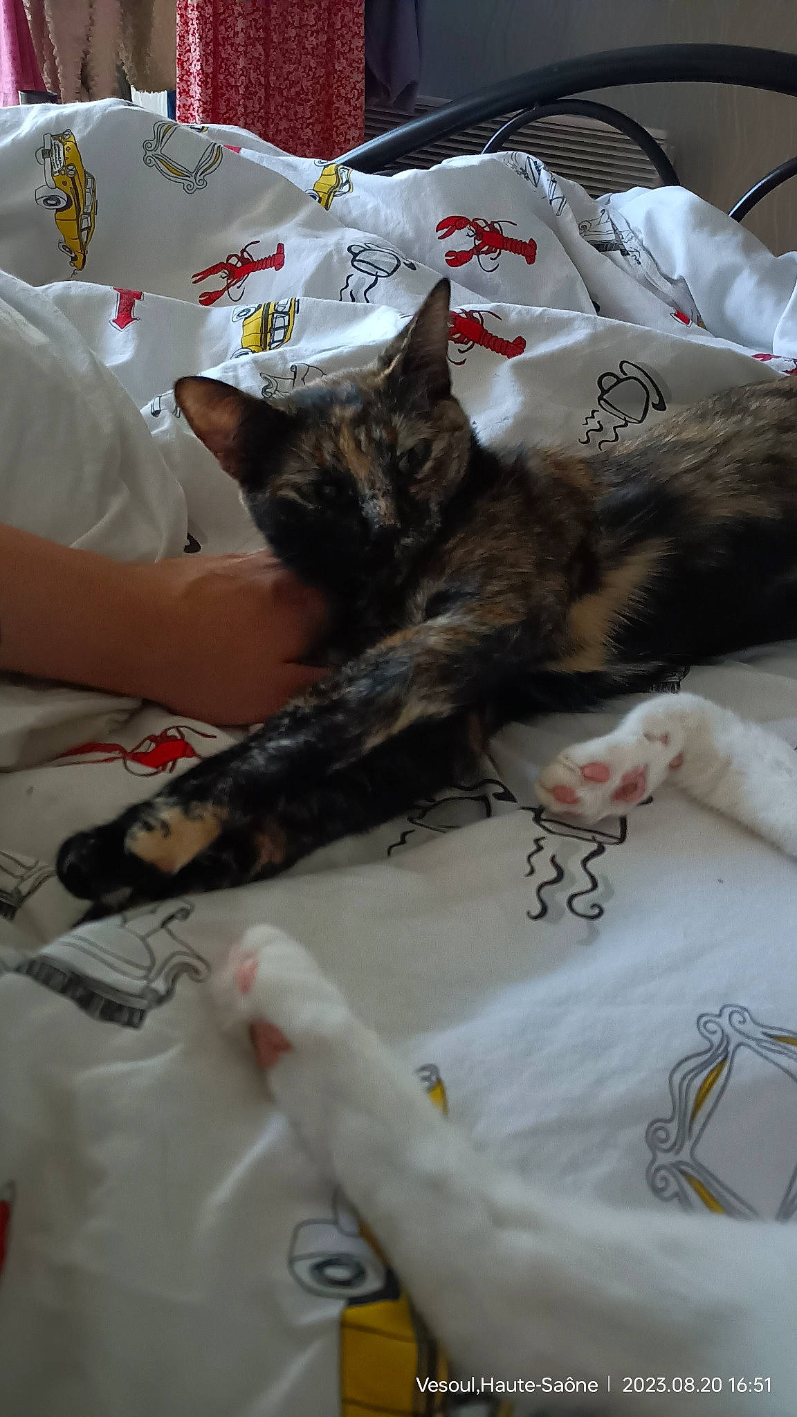 Gabichou participe au concours pour gagner de l'argent avec cette photo : bedding, carnivore, cat, claw, comfort, domestic_short_haired_cat, felidae, fur, linens, mammal, nail, nap, room, sleeve, small_to_medium_sized_cats, t_shirt, tail, textile, vertebrate, whiskers