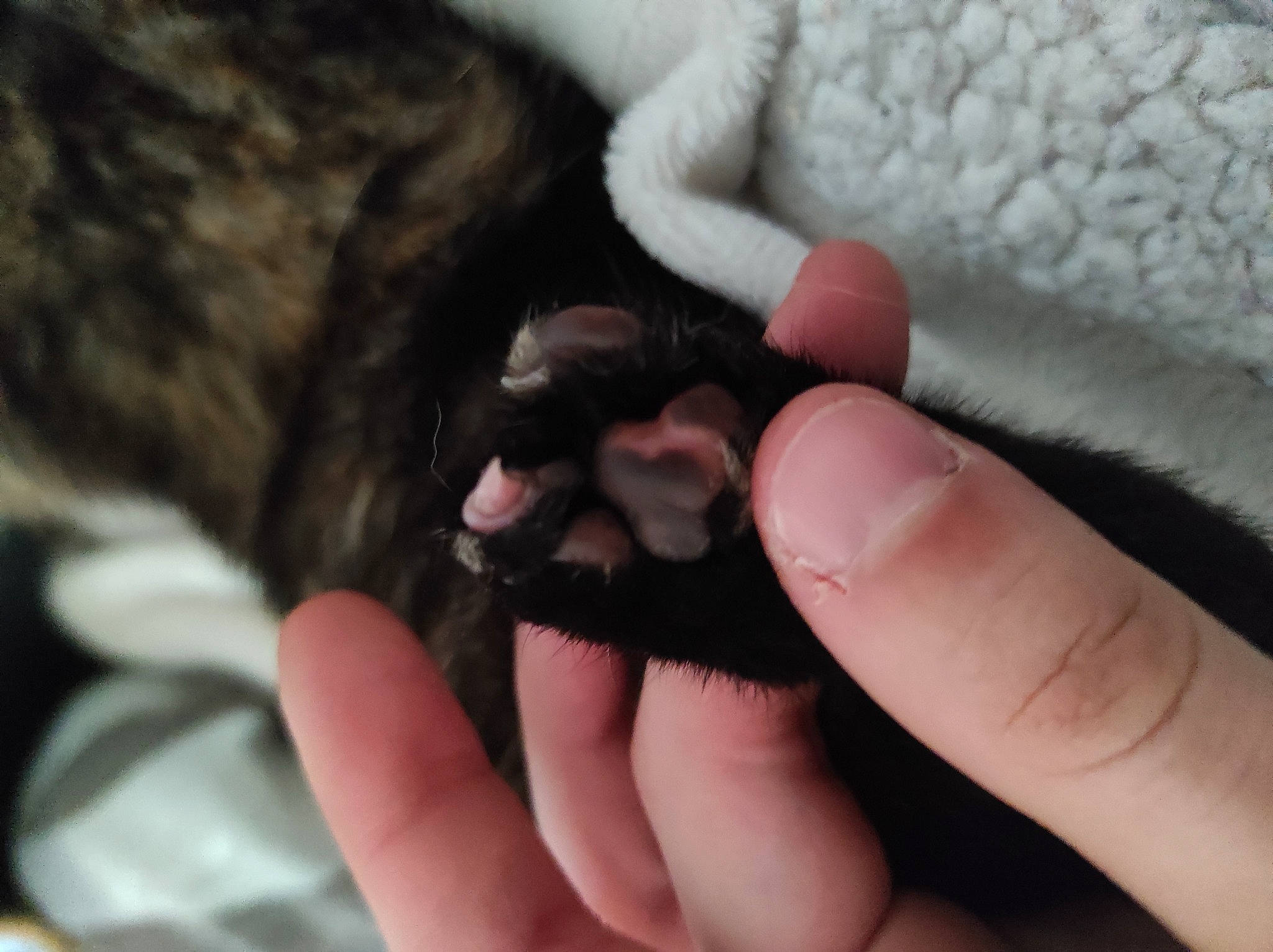 Gabichou a rejoint le concours — aidez-le/la à gagner de superbes lots ! bat, claw, fashion_accessory, felidae, finger, fur, gesture, hand, nail, paw, small_to_medium_sized_cats, snout, tail, terrestrial_animal, thread, thumb, whiskers, wool, woolen