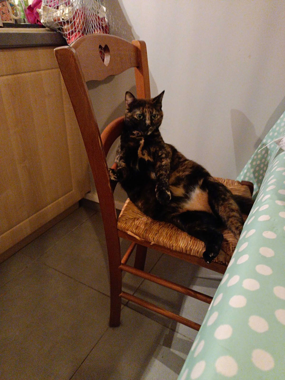 Gabichou a rejoint le concours — aidez-le/la à gagner de superbes lots ! carnivore, cat, chair, comfort, domestic_short_haired_cat, drawer, felidae, floor, flooring, fur, furniture, hardwood, linens, living_room, room, small_to_medium_sized_cats, table, tail, whiskers, wood