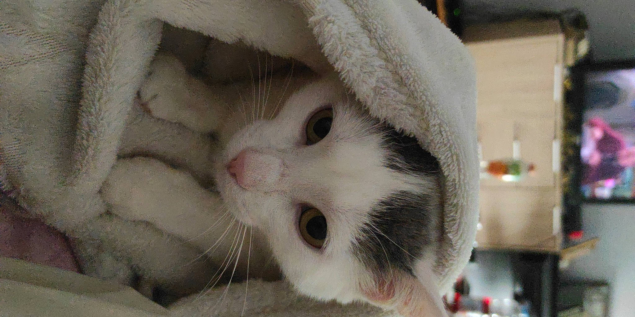 Chipounette a rejoint le concours — aidez-le/la à gagner de superbes lots ! carnivore, cat, collar, domestic_short_haired_cat, fawn, felidae, fur, paw, small_to_medium_sized_cats, snout, tail, whiskers