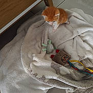 Floki participe au concours pour gagner de l'argent avec cette photo : kitten, cat, orange_and_white, animal, pet, fluffy, small, young, blanket, plush_toy, toy, indoor, home, coffee_table, tiled_floor, cozy, sitting, walking, cute, photography