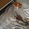 animal, blanket, cat, coffee_table, cozy, cute, fluffy, home, indoor, kitten, orange_and_white, pet, photography, plush_toy, sitting, small, tiled_floor, toy, walking, young
