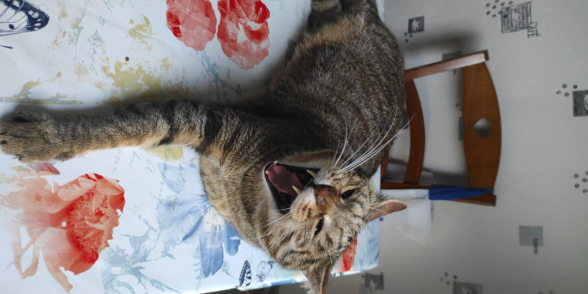 Boubou a rejoint le concours — aidez-le/la à gagner de superbes lots ! carmine, carnivore, cat, claw, comfort, domestic_short_haired_cat, felidae, fur, paw, small_to_medium_sized_cats, snout, tail, whiskers