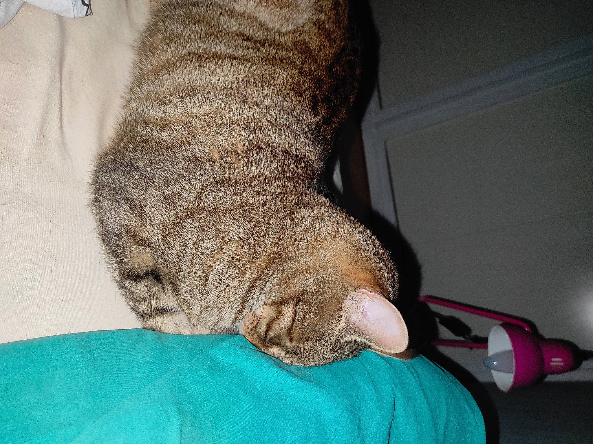 Boubou participe au concours pour gagner de l'argent avec cette photo : carnivore, cat, claw, comfort, domestic_short_haired_cat, elbow, fawn, felidae, foot, fur, human_leg, knee, leg, nail, small_to_medium_sized_cats, snout, sporting_group, tail, whiskers, wrist