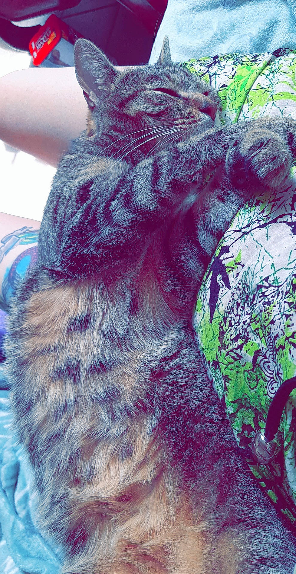 Boubou participe au concours pour gagner de l'argent avec cette photo : carnivore, cat, dye, felidae, fur, small_to_medium_sized_cats, tail, whiskers