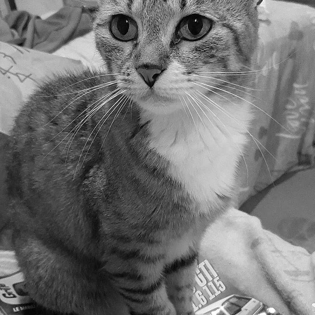 Moumou a rejoint le concours — aidez-le/la à gagner de superbes lots ! carnivore, cat, claw, domestic_short_haired_cat, felidae, fur, monochrome, monochrome_photography, paw, photography, small_to_medium_sized_cats, snout, style, tail, whiskers, white