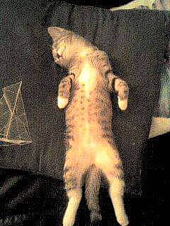 Moumou a rejoint le concours — aidez-le/la à gagner de superbes lots ! carnivore, cat, claw, darkness, domestic_short_haired_cat, fawn, felidae, foot, fur, human_leg, night, paw, shadow, small_to_medium_sized_cats, tail, tints_and_shades, whiskers, wood