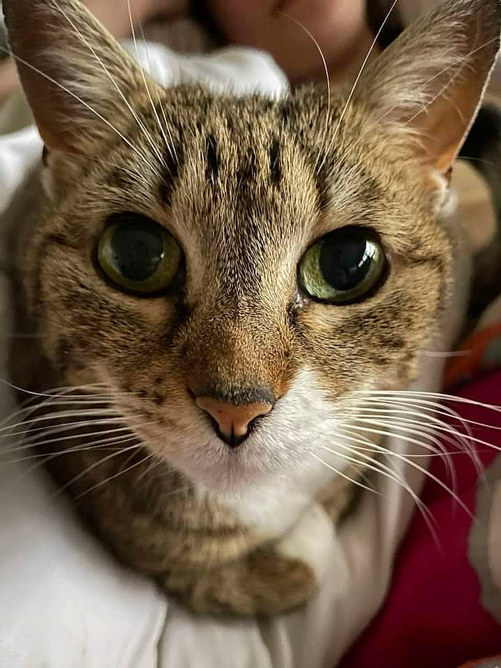 Moumou a rejoint le concours — aidez-le/la à gagner de superbes lots ! carnivore, cat, close_up, domestic_short_haired_cat, ear, eyelash, felidae, fur, small_to_medium_sized_cats, snout, terrestrial_animal, whiskers, wildlife