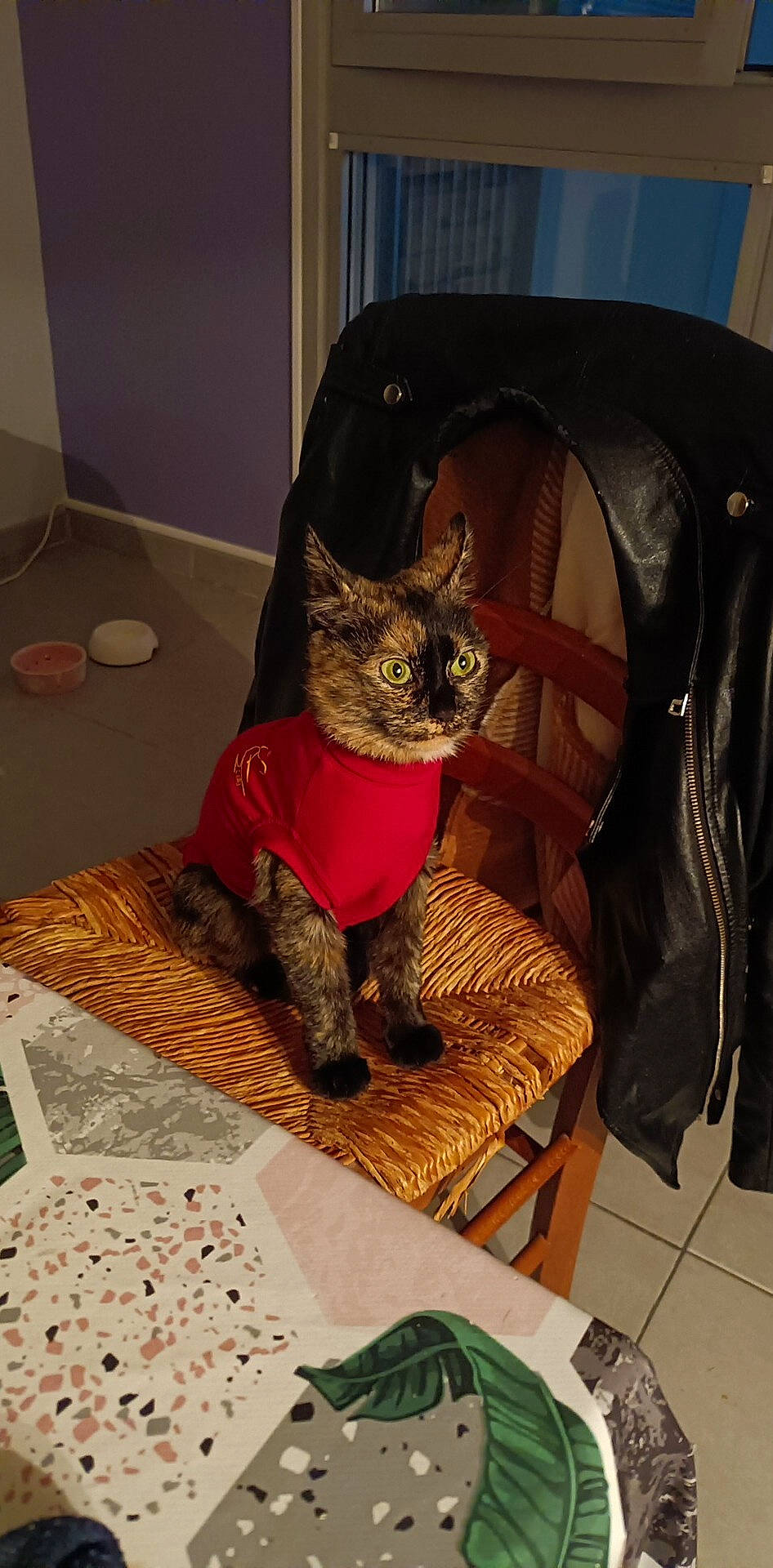 Chouquette participe au concours pour gagner de l'argent avec cette photo : carnivore, cat, cat_supply, chair, comfort, domestic_short_haired_cat, fawn, felidae, floor, flooring, fur, human_leg, pattern, room, sitting, small_to_medium_sized_cats, snout, tail, whiskers, wood