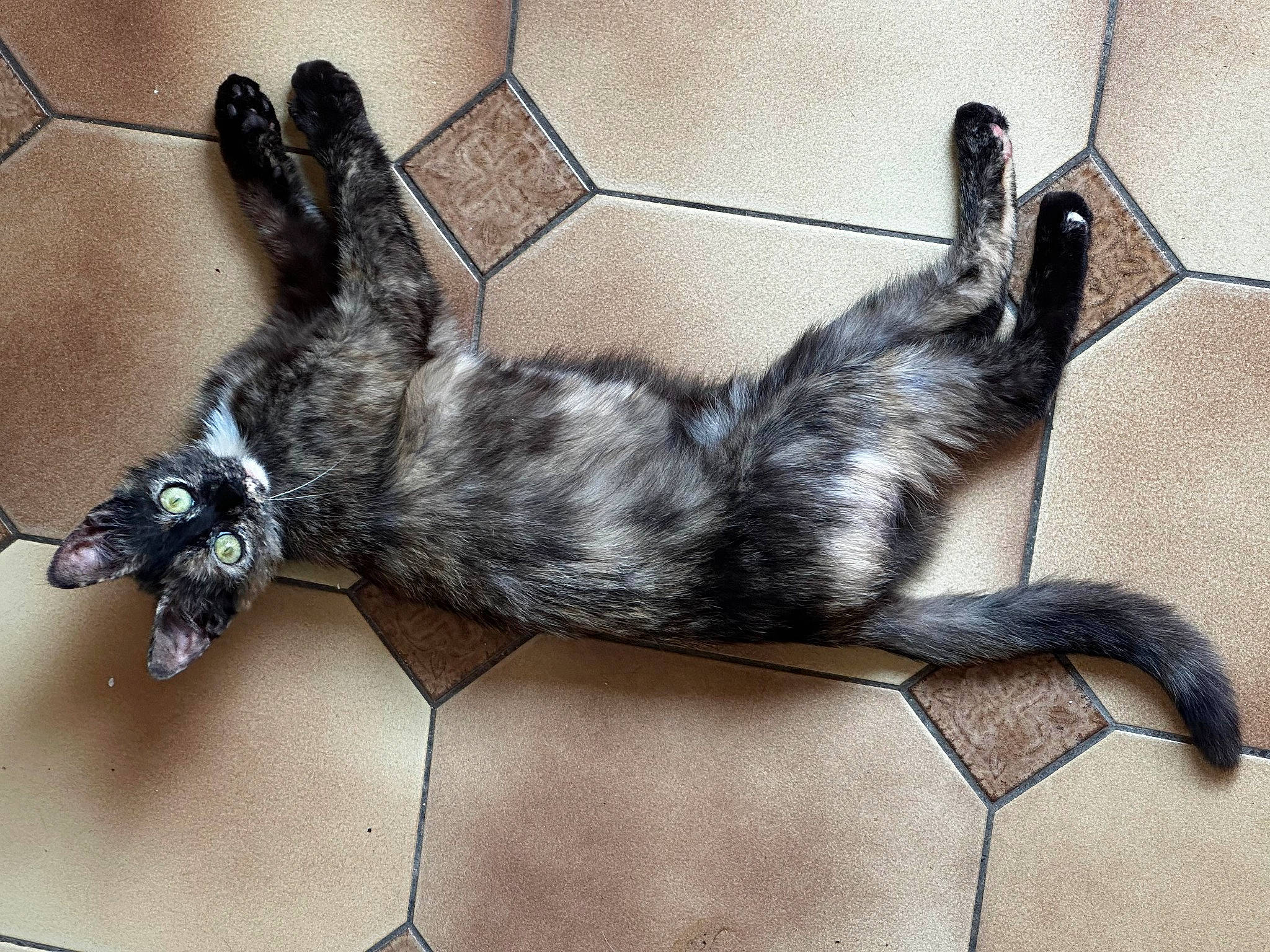 Chouquette a rejoint le concours — aidez-le/la à gagner de superbes lots ! canidae, carnivore, comfort, companion_dog, dog, dog_breed, fur, grey, pet_supply, sporting_group, tail