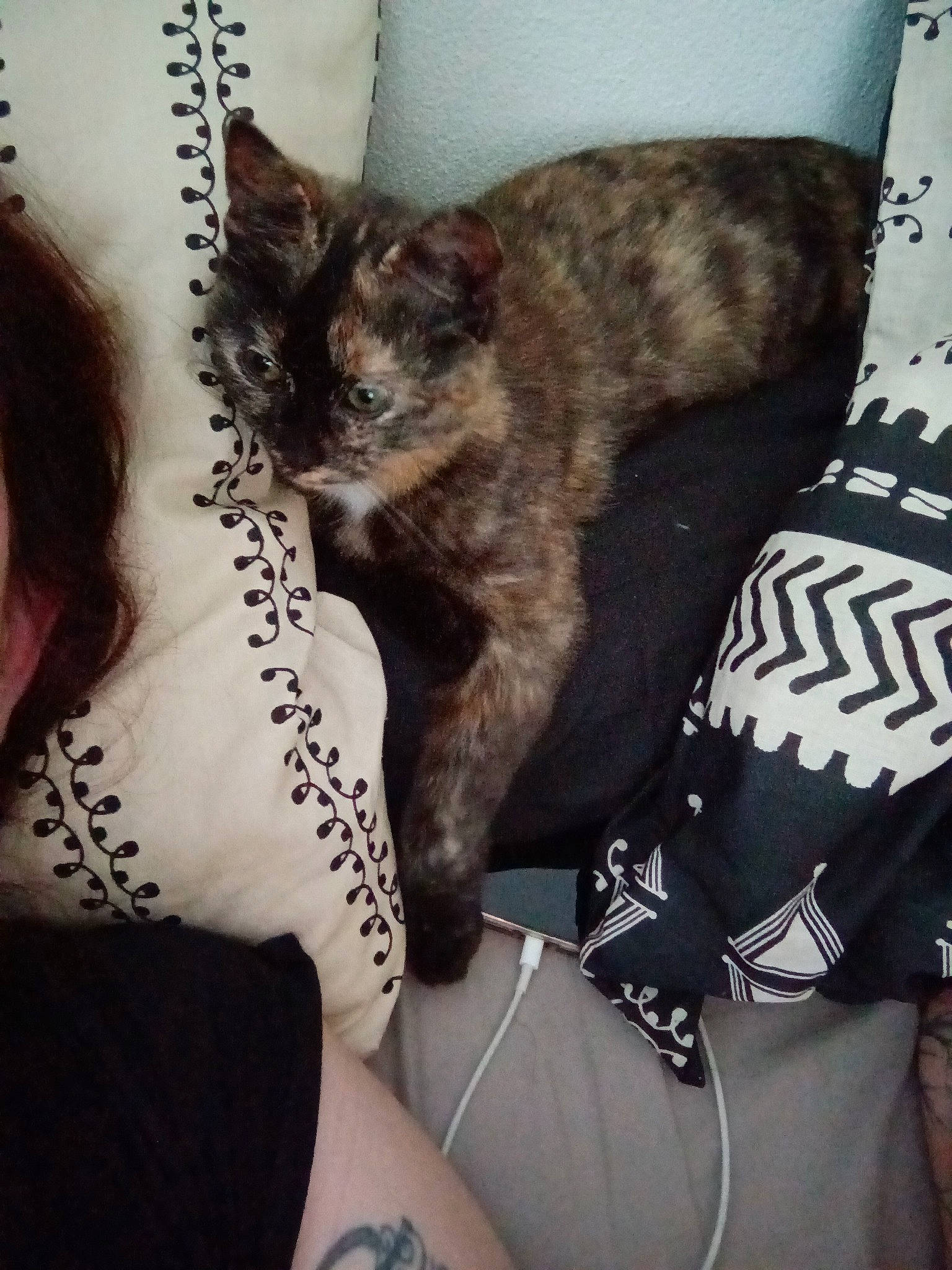 Chouquette participe au concours pour gagner de l'argent avec cette photo : carnivore, cat, claw, comfort, couch, domestic_short_haired_cat, elbow, felidae, fur, gesture, hand, human_leg, lap, paw, sitting, sleeve, small_to_medium_sized_cats, t_shirt, thigh, whiskers