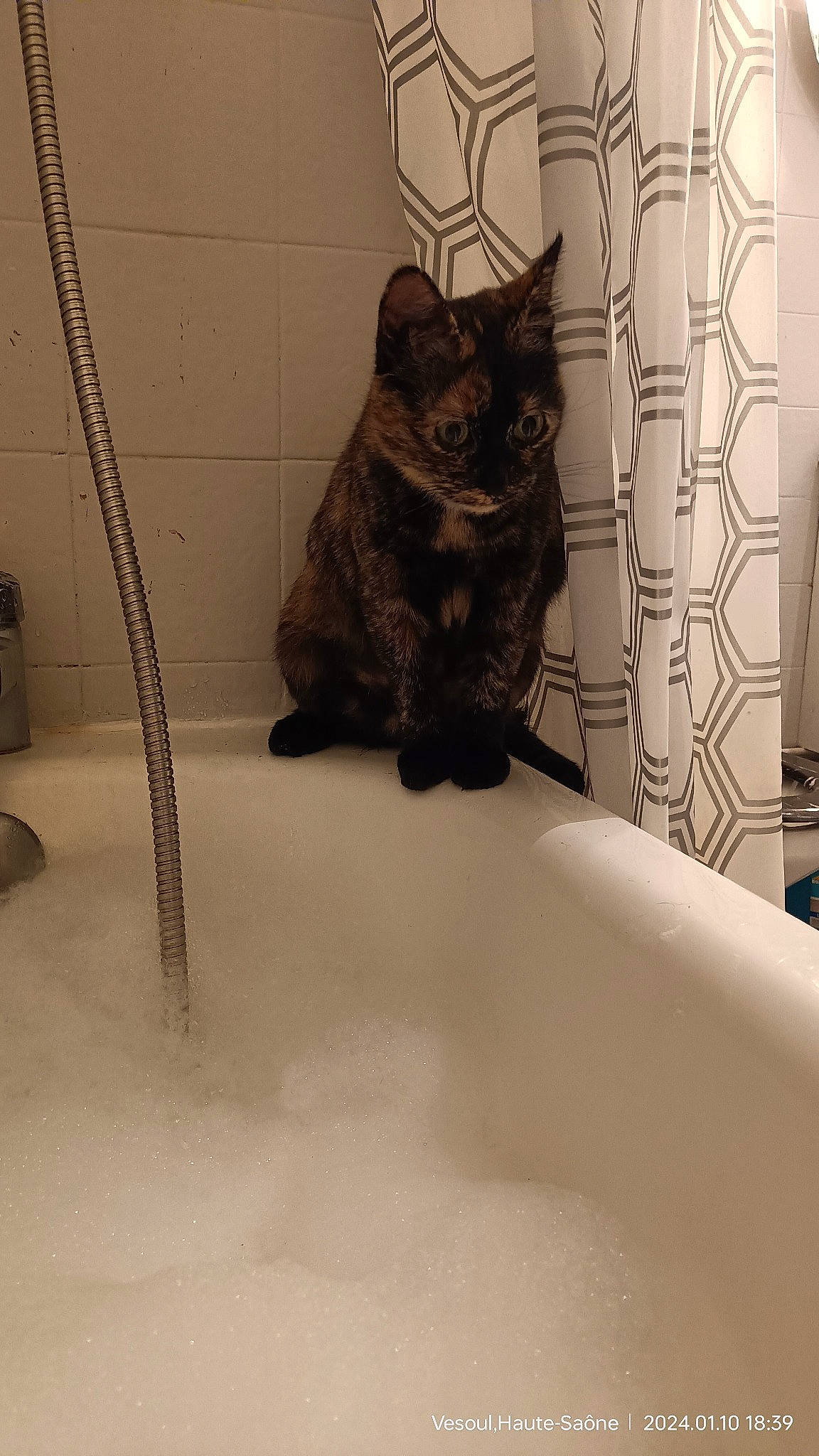 Chouquette participe au concours pour gagner de l'argent avec cette photo : bathroom, bathtub, carnivore, cat, comfort, domestic_short_haired_cat, eye, felidae, floor, flooring, fur, grey, plumbing, plumbing_fixture, small_to_medium_sized_cats, snout, tail, tap, terrestrial_animal, whiskers