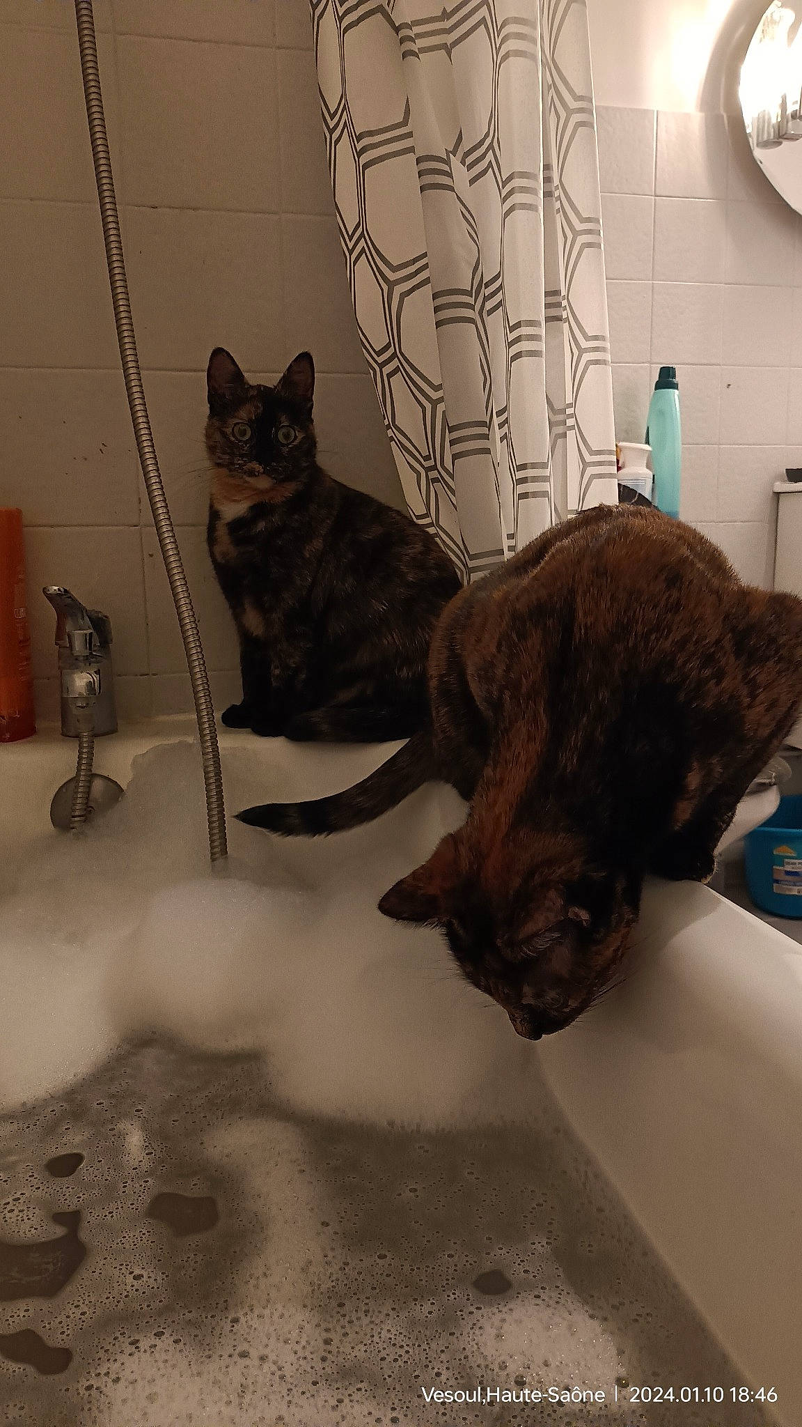 Chouquette a rejoint le concours — aidez-le/la à gagner de superbes lots ! black_cat, canidae, carnivore, cat, comfort, domestic_short_haired_cat, felidae, floor, flooring, fur, grey, interior_design, pet_supply, plumbing_fixture, room, small_to_medium_sized_cats, snout, tail, wall_plate, whiskers