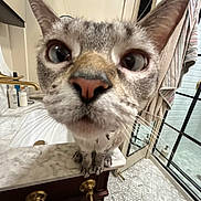 Katya is registered to the contest to win money with this photo: bathroom, cat, close_up, curiosity, curious, domestic_animal, faucet, feline, gray_cat, indoor, large_nose, marble_countertop, mirror, pet, shower, sink, tile_floor, toilet_paper, whiskers, wide_eyes