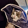 cat, cone, protective_collar, wide_eyes, pet, grey_and_white, indoor, person, holding, fur, face, whiskers, window, curtain, light, expression, animal, domestic, closeup, portrait