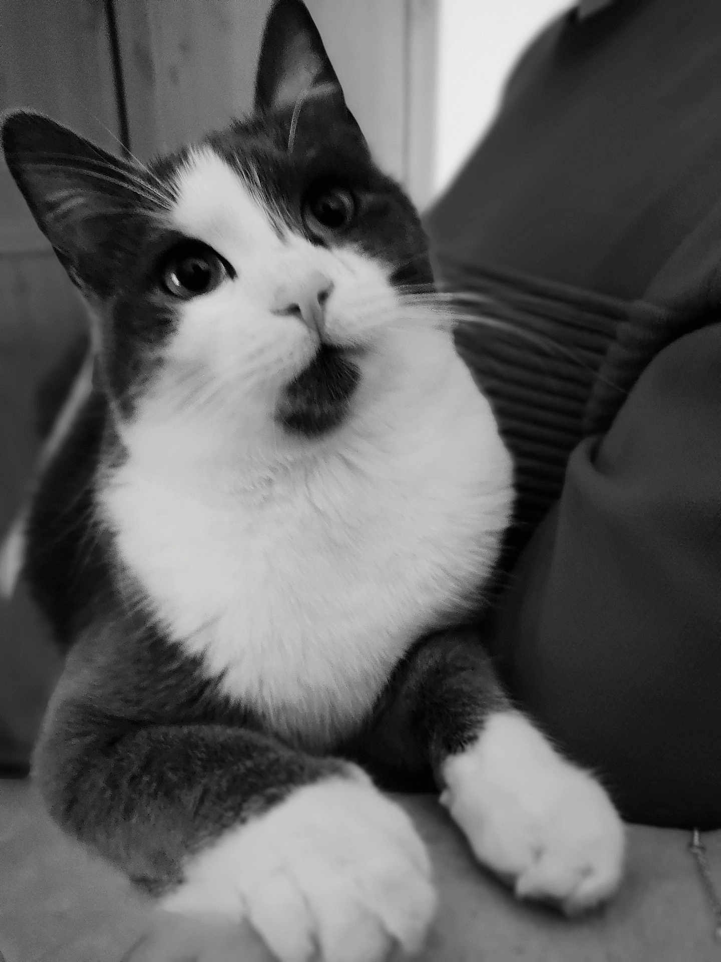 Rasta participe au concours pour gagner de l'argent avec cette photo : cat, close_up, black_and_white, curious, pet, animal, feline, whiskers, paws, resting, indoor, portrait, cute, fur, muzzle, eyes, domestic_animal, soft, looking_up, companion