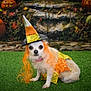 She-ra joined the competition — help win amazing prizes! dog, chihuahua, costume, halloween, witch_hat, orange_wig, pumpkin, jack_o_lantern, artificial_grass, backdrop, pet_portrait, cute, small_dog, festive, seasonal, studio_shot, dress_up, eyes, sitting, autumn_leaves