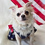 She-ra is registered to the contest to win money with this photo: dog, small_dog, long_hair, white_fur, pet_portrait, american_flag, flag_background, patriotic, star_pattern, stripes, dress, bow, studio, close_up, big_eyes, sitting, front_paws, fur, ears, adorable