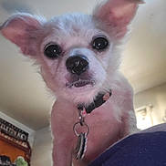 She-ra joined the competition — help win amazing prizes! dog, chihuahua, pet, close_up, portrait, wide_eyes, nose, collar, tags, ears, indoor, ceiling, bed, blanket, furniture, looking_up, curious, small_dog, fur, whiskers