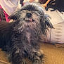 Tioti Kelp joined the competition — help win amazing prizes! dog, pet, scruffy, grinning, teeth, couch, indoor, fur, animal, cute, relaxed, toy, doll, pillow, home, cozy, small_dog, face, expression, funny