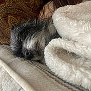 Tioti Kelp is registered to the contest to win money with this photo: dog, sleeping, blanket, cushion, cozy, fur, rest, indoor, pet, snuggle, comfort, closeup, texture, soft, relaxation, animal, home, nap, warm, fur_texture