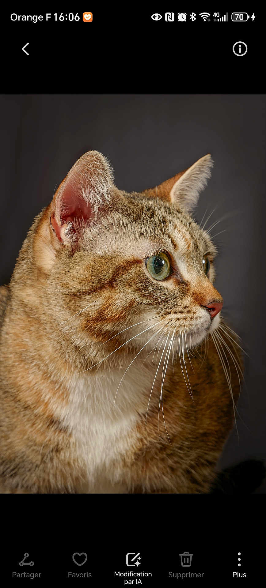 Luna a rejoint le concours — aidez-le/la à gagner de superbes lots ! cat, tabby_cat, close_up, profile, green_eyes, whiskers, fur, pet, animal, domestic, mammal, ears, nose, face, looking, portrait, indoor, single_animal, feline, background