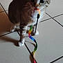 Luna a rejoint le concours — aidez-le/la à gagner de superbes lots ! cat, tabby, ribbon, colorful, playful, pet, indoor, floor, tile, animal, curious, whiskers, ears, tail, four_legs, domestic, cute, fun, pet_toy, striped