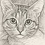 Luna a rejoint le concours — aidez-le/la à gagner de superbes lots ! cat, sketch, pencil_drawing, animal_art, feline, portrait, close_up, whiskers, ears, eyes, fur_texture, black_and_white, artwork, hand_drawn, detailed, face, cute, realistic, animal, drawing