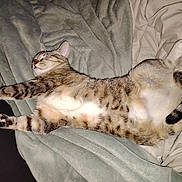 Luna a rejoint le concours — aidez-le/la à gagner de superbes lots ! cat, tabby, sleeping, stretching, blanket, fur, whiskers, paws, tail, indoor, cozy, relaxed, pet, animal, cute, resting, soft, mammal, domestic, feline